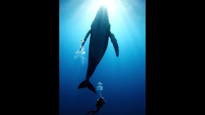 花季传媒旧版免费三次 - 深蓝星球：探索海洋深处的未知世界